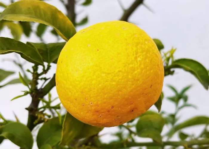 Apartman Due - Beautiful